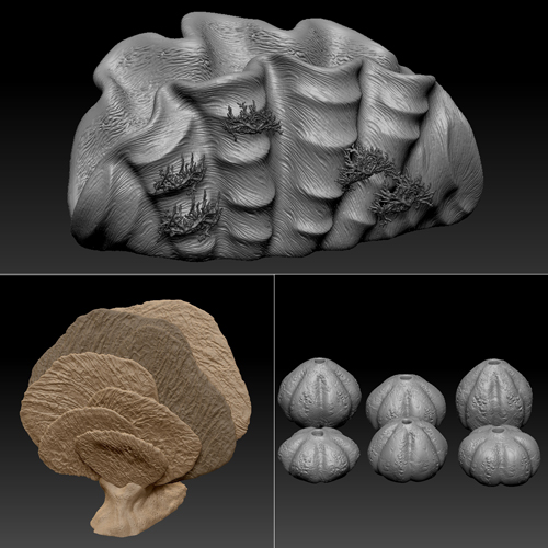 coral